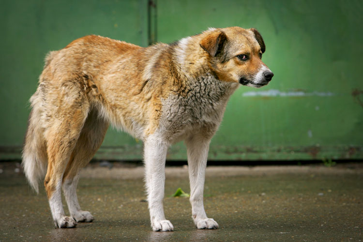 Stray dogs roaming the streets of Romania