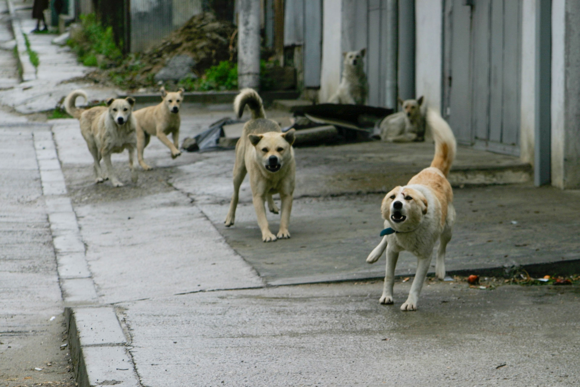 Stray dogs on the streets of Galați